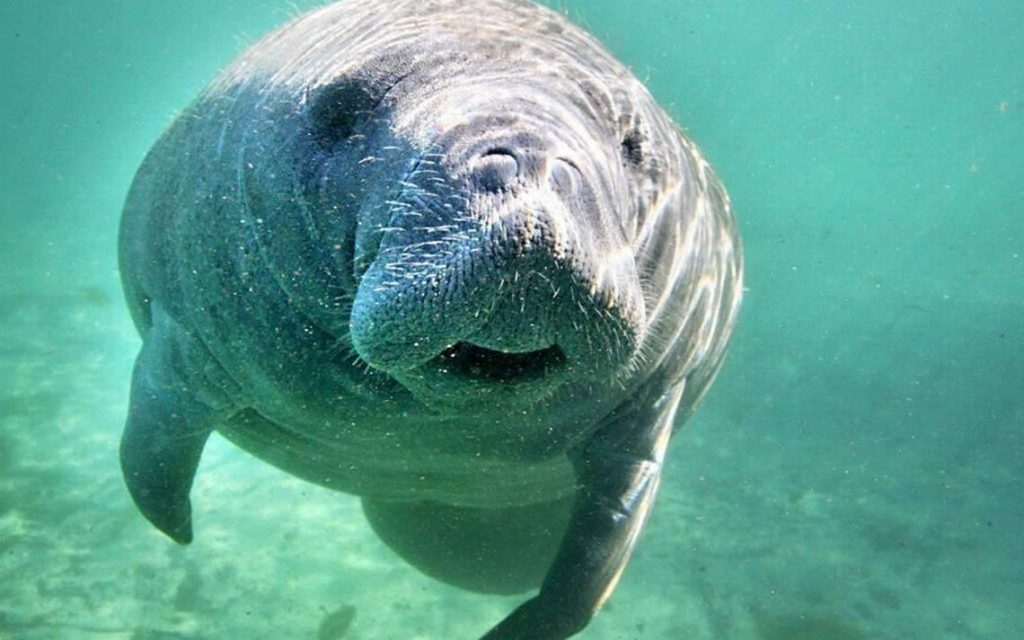 manatee-free-stock-photo-public-domain-pictures